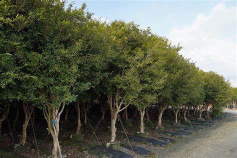 樹葡萄施肥時間|樹葡萄樹種植要多久時間才會生長樹葡萄